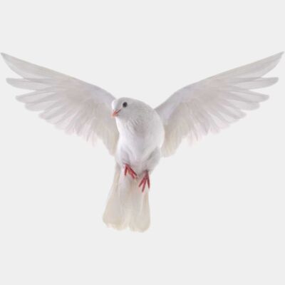 Dove 1 Dove 1 Thumbnail