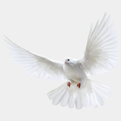 Dove 2 Dove 2 Thumbnail