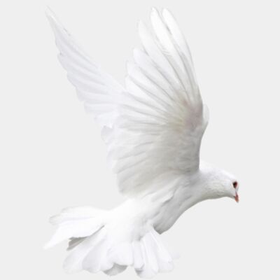 Dove 3 Dove 3 Thumbnail
