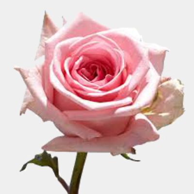 Pink Rose 2 Pink Rose 2 Thumbnail